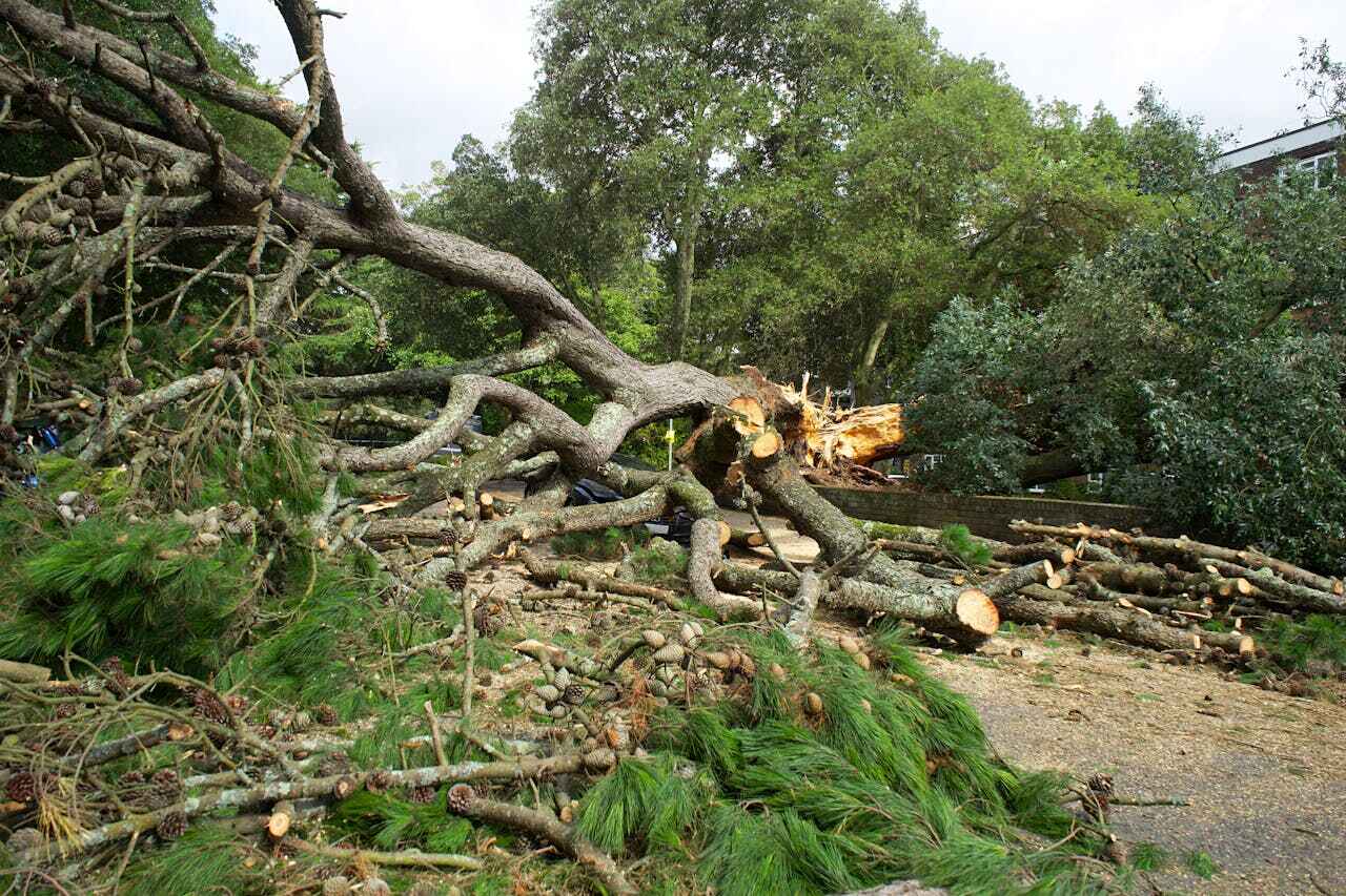 Best Tree Trimming and Pruning  in Parker, FL